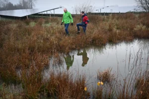 Park voor zon, paneel én weidevogel